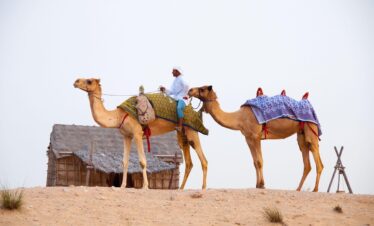 desert, camels, nature, dubai