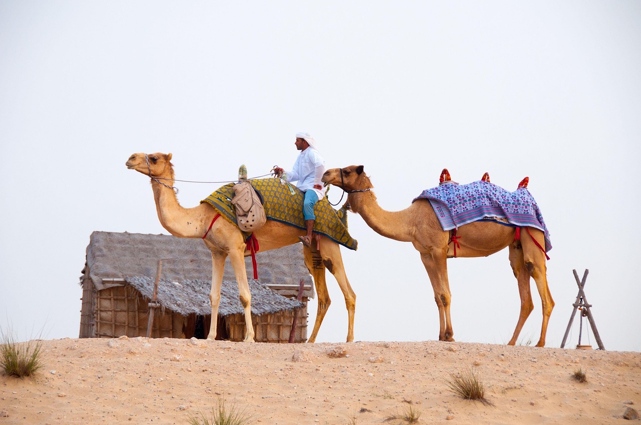 desert, camels, nature, dubai