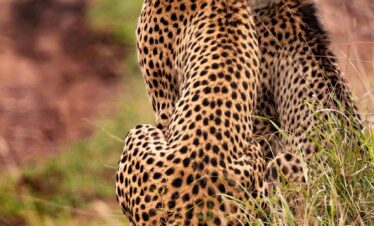 cheetahs, animals, nature, safari, south african cheetahs, mammals, big cats, wild animals, predator, wildlife, fauna, wilderness, jungle, kenya, africa
