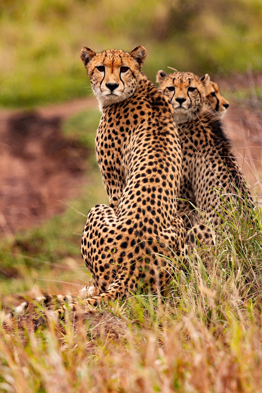 cheetahs, animals, nature, safari, south african cheetahs, mammals, big cats, wild animals, predator, wildlife, fauna, wilderness, jungle, kenya, africa