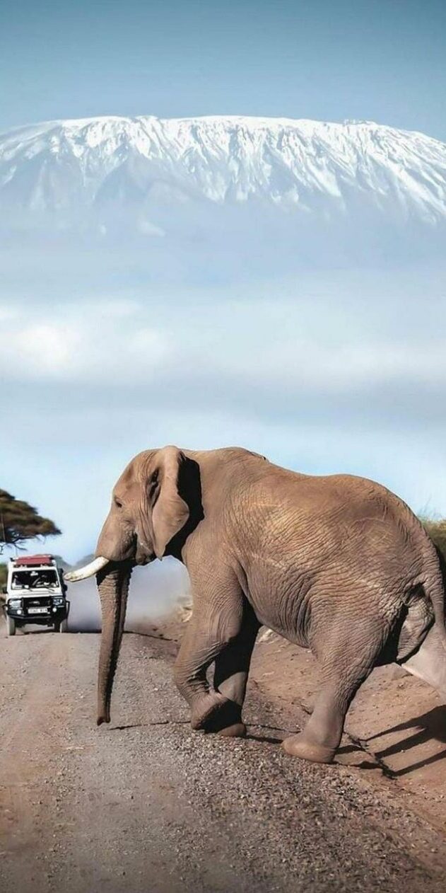 kenya safari tours, kenya tours, kenya safari packages, kenya safari holidays