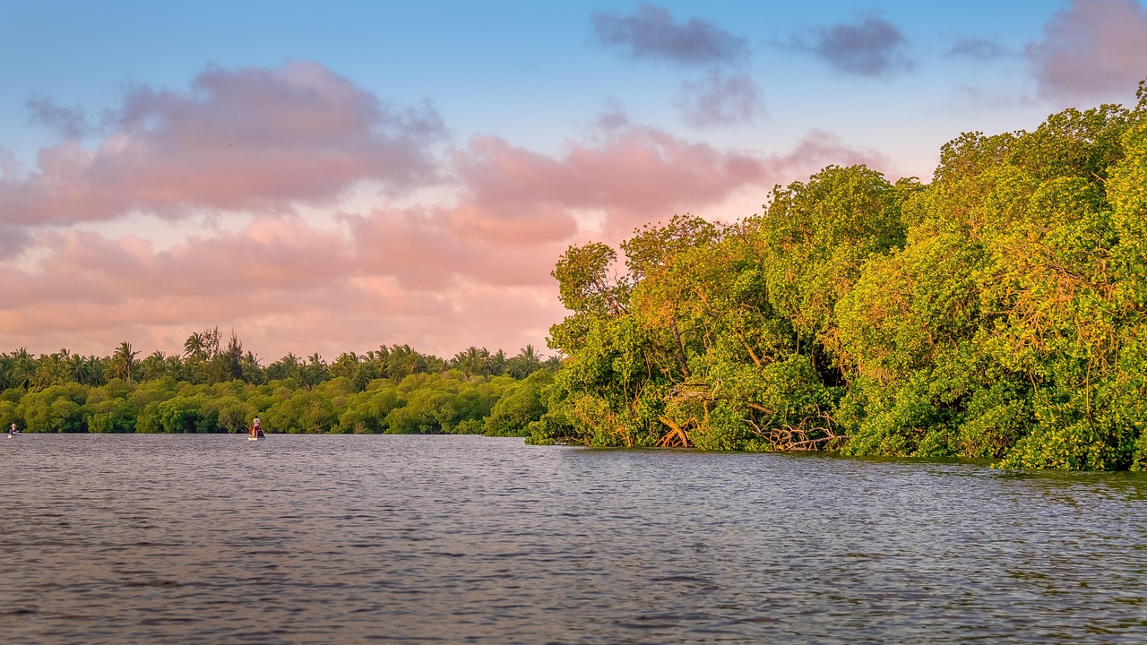 kenya, indian ocean, sunset, watamu, mangroves, nature, landscape, watamu, watamu, watamu, watamu, watamu, mangroves, mangroves