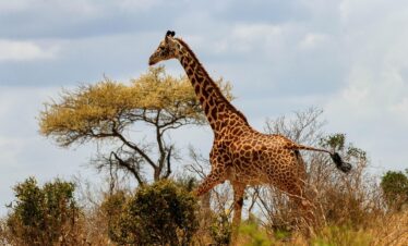 giraffe, africa, kenya, safari, wildlife, nature, wilderness, savannah, landscape, giraffe, giraffe, giraffe, kenya, kenya, kenya, kenya, kenya, savannah