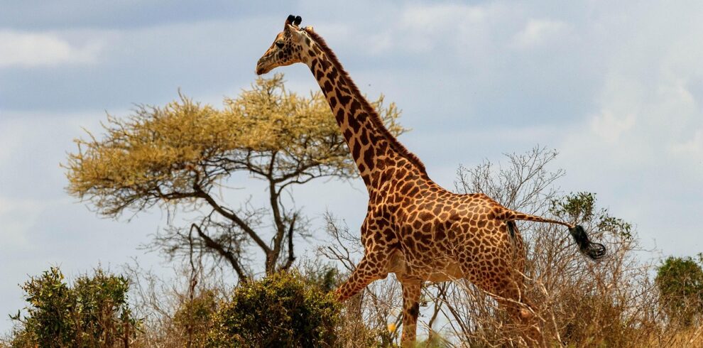 giraffe, africa, kenya, safari, wildlife, nature, wilderness, savannah, landscape, giraffe, giraffe, giraffe, kenya, kenya, kenya, kenya, kenya, savannah