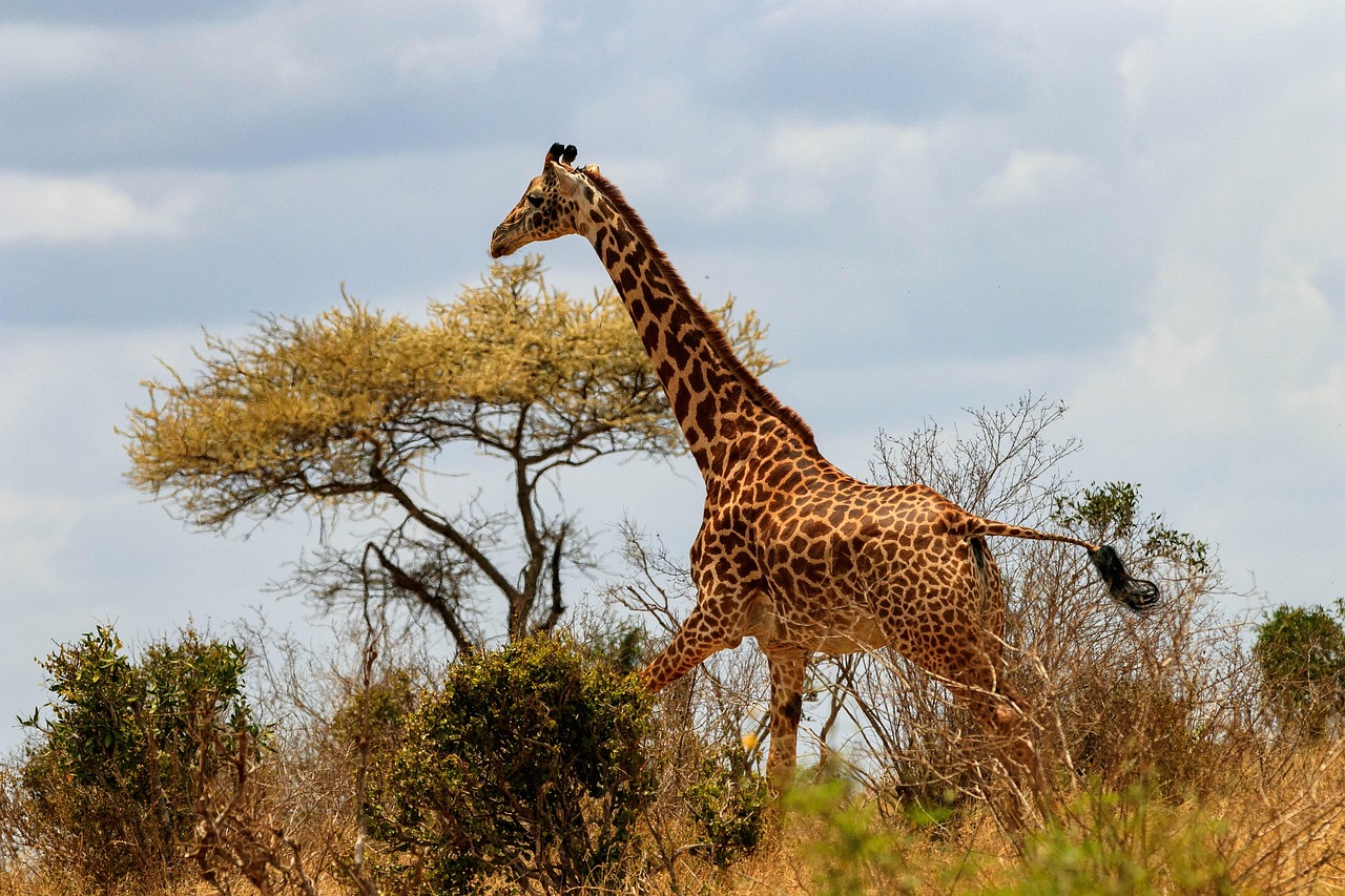 giraffe, africa, kenya, safari, wildlife, nature, wilderness, savannah, landscape, giraffe, giraffe, giraffe, kenya, kenya, kenya, kenya, kenya, savannah