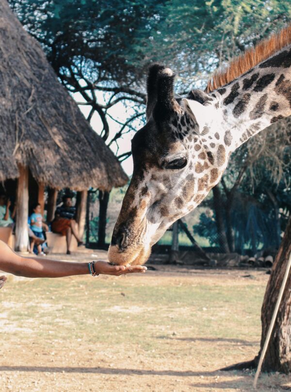 An adult man feeds a giraffe at an outdoor wildlife park in Africa, capturing a close interaction with nature.