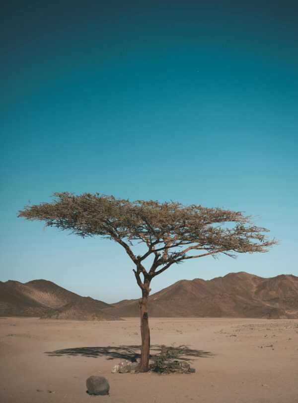 A solitary tree stands in a vast arid desert, emphasizing nature's endurance.