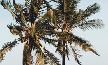 Serene palm-lined beach in Malindi, Kenya, perfect for relaxation and travel inspiration.