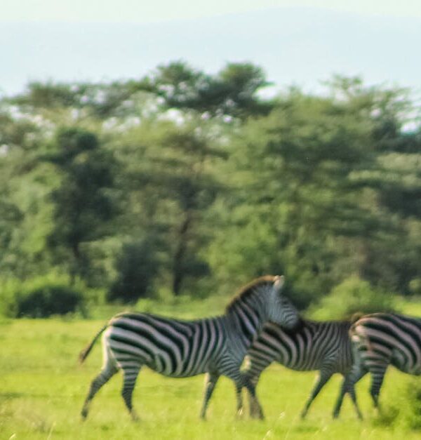 A Maasai individual walking through the African savanna, observing a group of zebras at daytime.
