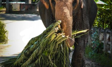Asian elephant on a sunny day in Sri Lanka, carrying palm branches in its trunk.